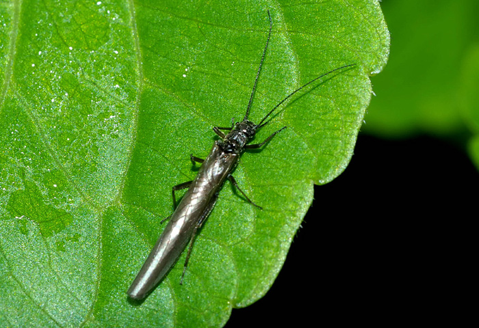 Leuctra sp.